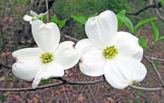 two white flowers are blooming on a tree branch