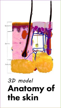 an image of the anatomy of the skin