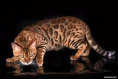 a cat is standing in the dark with its reflection on the water's surface