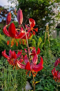 red flowers are blooming in the garden