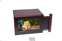 an orange and white cat is sitting in a small wooden box with the image of a cat on it