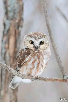 an owl sitting on top of a tree branch