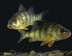 two large fish swimming in an aquarium with rocks and gravel on the bottom floor, one is looking at the camera