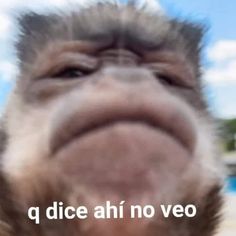 a monkey with its mouth open and the words q dice ah no veo