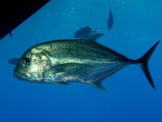 a large fish is swimming in the blue water near other small fish on the surface