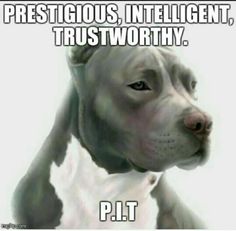 a dog that is sitting down with the caption'precious, intelligent, trustworthyly pitbull '