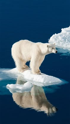 a polar bear standing on an ice floet