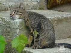 a cat is sitting on some steps and looking at something