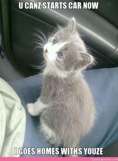 a small gray and white kitten sitting on top of a person's lap in a car