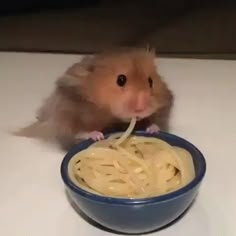 a hamster eating spaghetti from a blue bowl on a white counter top with its front paws in it's mouth