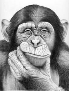 a drawing of a chimpan holding his hands to his face and looking at the camera