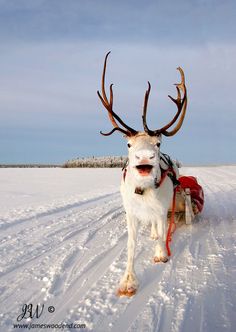 a reindeer is pulling a sleigh through the snow with large antlers on it's back