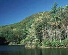 a lake surrounded by lots of trees in the middle of a green forest with blue sky