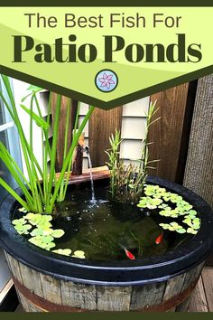 the best fish for patio pond is in a barrel with water lilies and reeds