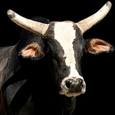 a black and white cow with large horns standing in front of a dark background, looking at the camera