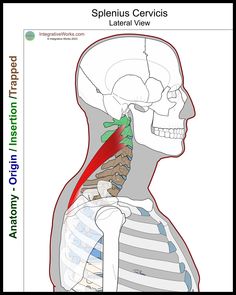 the splenius cervicis is shown in this diagram