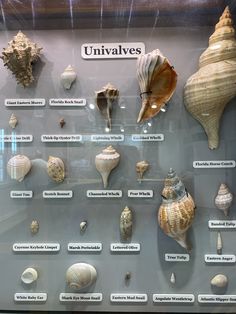 there are many shells on display in the glass case with words below them that read univilves