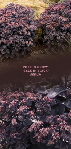 Embrace your darker side. 'Back in Black' Sedum is a perennial with near black leaves that will make a hauntingly beautiful addition to your sunny goth garden. The unique colored foliage of this heat and drought tolerant plant can be enjoyed thru summer. Then, cream colored flowers with red centers bloom late summer to early fall. If left standing, they provide winter interest and food for birds. This sedum is salt tolerant, too, making it perfect for border gardens along walkways or sidewalks.