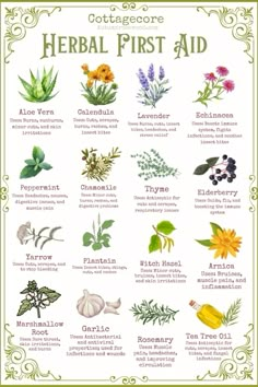 a poster with different herbs and their names