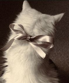 a cat with a bow on it's back