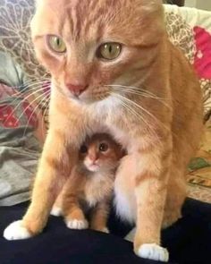 an orange cat sitting on top of a small kitten