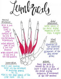 a hand with different types of fingers and the words lem - ricac written on it