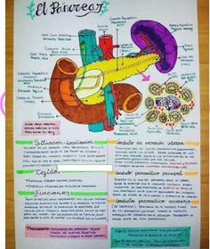 a poster with an image of the human body and its parts in spanish, on top of a wooden table