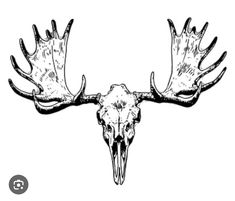 an animal skull with large antlers on it's head, vintage line drawing or engraving style