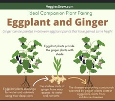 an eggplant and ginger plant is shown in this diagram, with the stages to grow