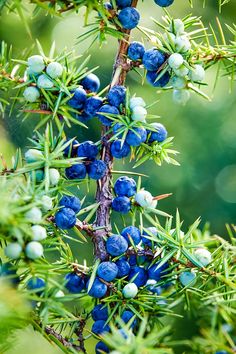 blue berries are growing on the branches of a tree