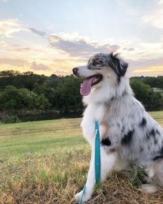 a dog sitting in the grass with its tongue out