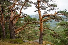 some very tall trees in the middle of a mountain side area with mountains in the background