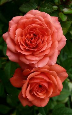 two orange roses with green leaves in the foreground and one pink flower on the right