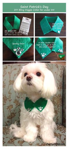 a dog sitting on top of a couch wearing a green bow tie and matching collar