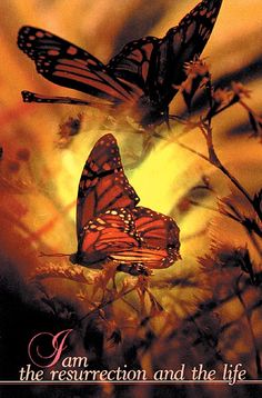 two butterflies sitting on top of a plant with the words i am the resurrection and the life