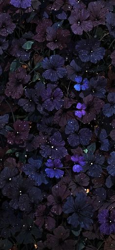 purple flowers with water droplets on them are in the dark night, and there is no image here to provide a caption for