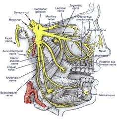 Dental Trigeminal Nerve, Nerve Anatomy, Dental World, Gross Anatomy, Facial Nerve