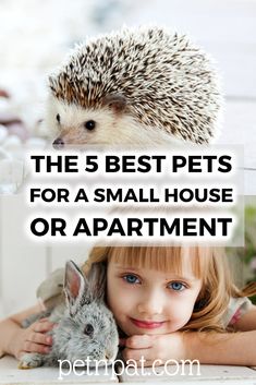 the 5 best pets for a small house or apartment