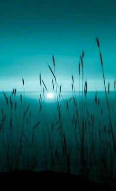 tall grass blowing in the wind at dusk