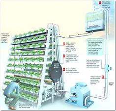 a diagram showing the process of growing lettuce in a hydroponant system