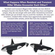 two orca killer whales are shown in this article, which includes information about the killer whale