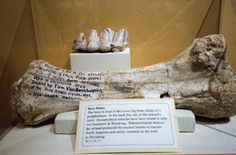 some kind of bone with writing on it and other things in the background that are part of a museum exhibit