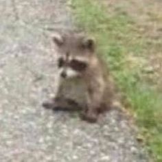 a raccoon sitting on the side of a road