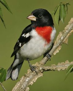 a red and black bird sitting on top of a tree branch with green leaves in the background