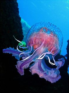 a purple and white jellyfish swimming in the ocean