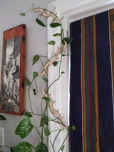 a plant is growing on the side of a window sill next to a striped curtain