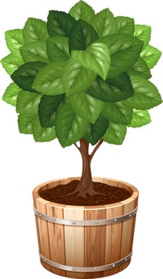 a tree in a wooden barrel with green leaves on it's top and bottom