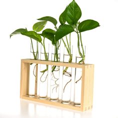 PRICES MAY VARY. Upgraded Craft: Top natural raw wood and premium glass tubes formed a sturdy wall mounted hanging planter for plants live houseplants. It's also a good glass terrarium tabletop planter, you can put it on a table, windowsill, counter and shelves in living room, bedroom, shop, dinning room, kitchen, home and office decor. Perfect Propagator: Cute test tube planter for propagations and cuttings. The long slim tube provides plenty growth space for the root, and you can clearly obser Test Tube Planter, Tube Planter, Tabletop Terrarium, Hanging Glass Planters, Test Tube Vase, Stand Plant, Glass Vase Decor, Propagation Station, Plant Terrarium