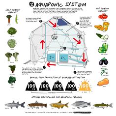 the diagram shows how to build an aquaponic system for fish and other aquatic life