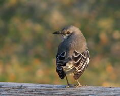 a small bird sitting on top of a wooden table next to a tree trunk in front of a blurry background